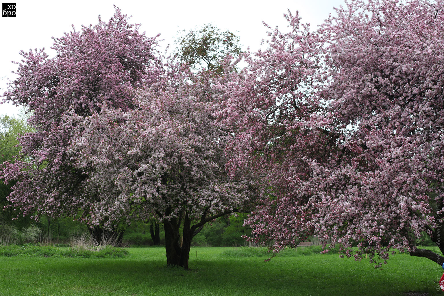Розовые Яблони Фото